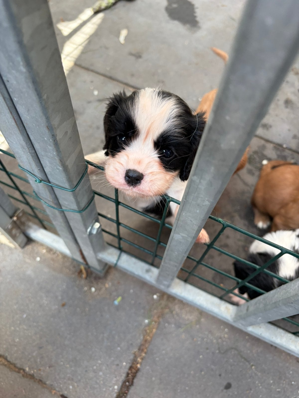 Te koop cavalier king charles, Overige rassen, 8 tot 15 weken, Parvo, Meerdere