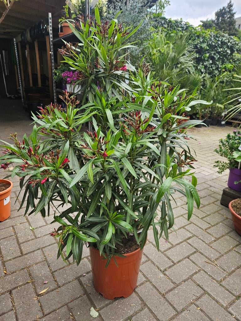 HEMELVAARTDAG ACTIE: Oleander 10 euro, Ophalen, Vaste plant