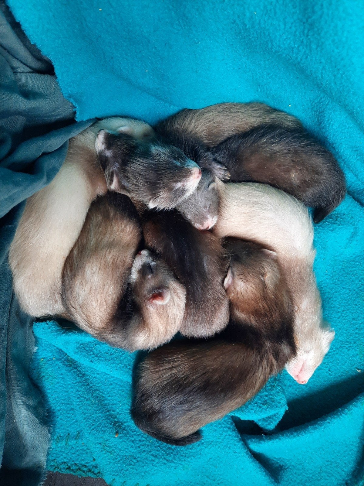 Frettenpups, Dieren en Toebehoren, Mei, Meerdere dieren