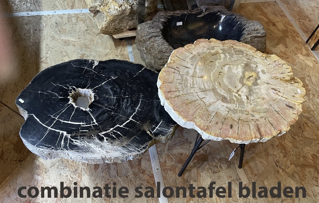 Versteend Hout Salontafelblad - Uniek & Handgepolijst, Verzamelen, Ophalen, Fossiel