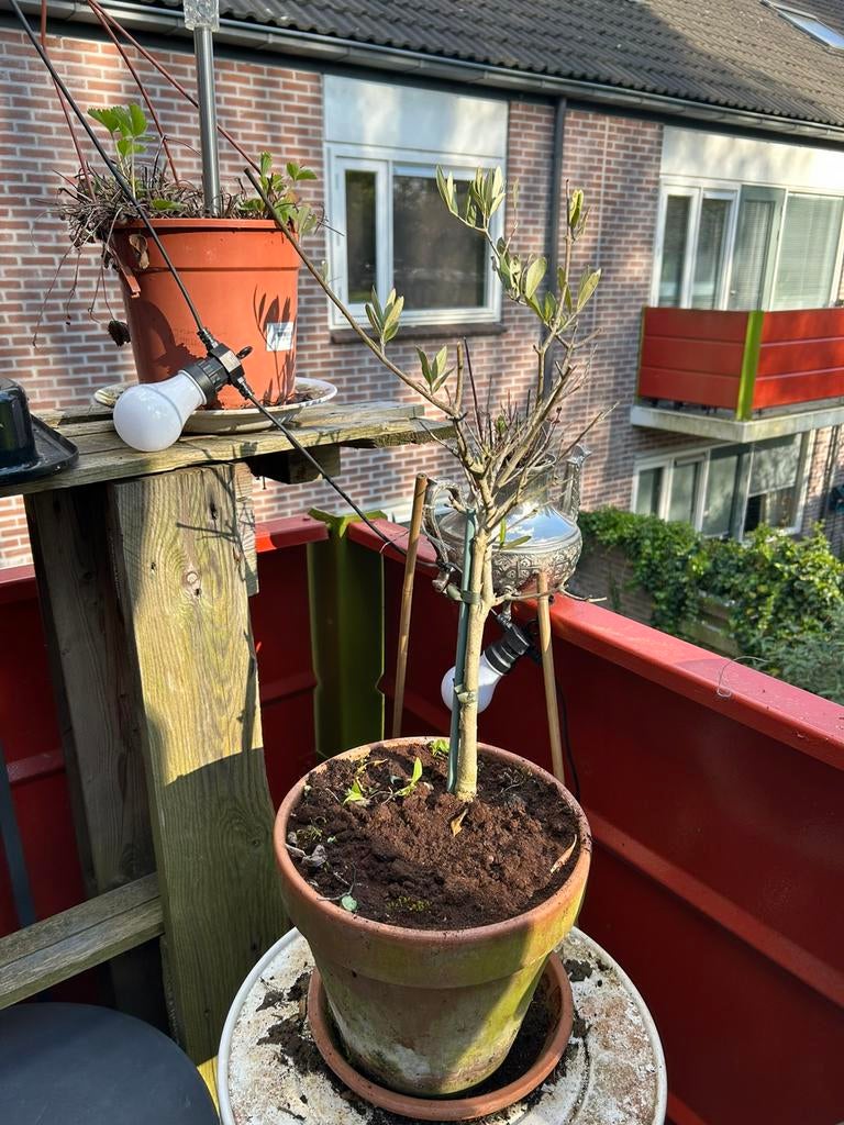 Olijven plant, Tuin en Terras, Planten | Bomen, Ophalen, Volle zon, Overige soorten