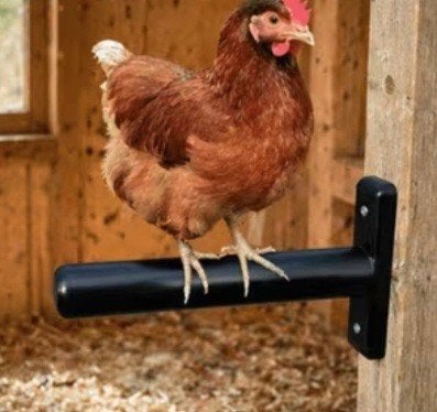 2 zitstokken, Meerdere dieren, Kip
