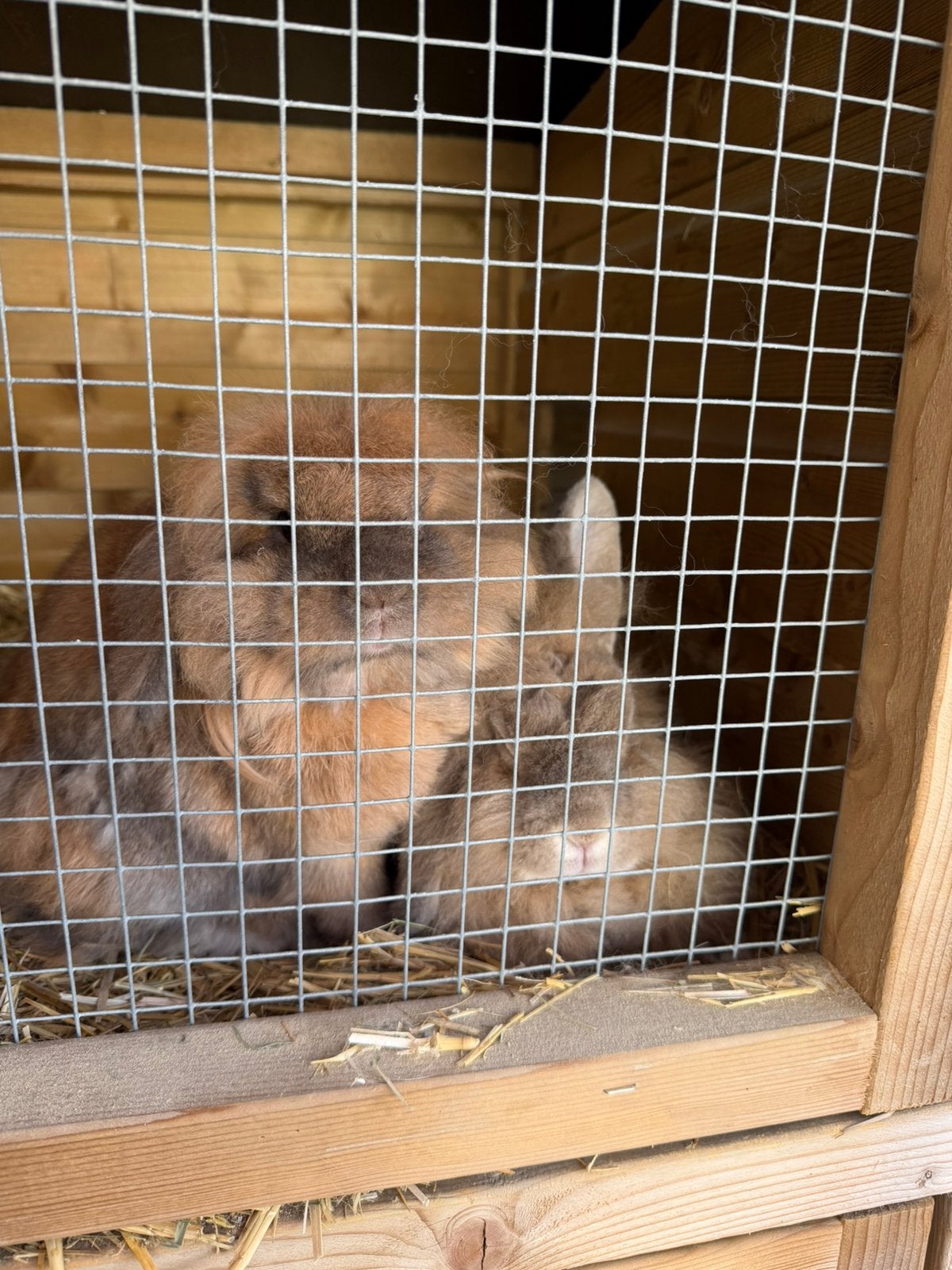Konijnen koppel, Dieren en Toebehoren