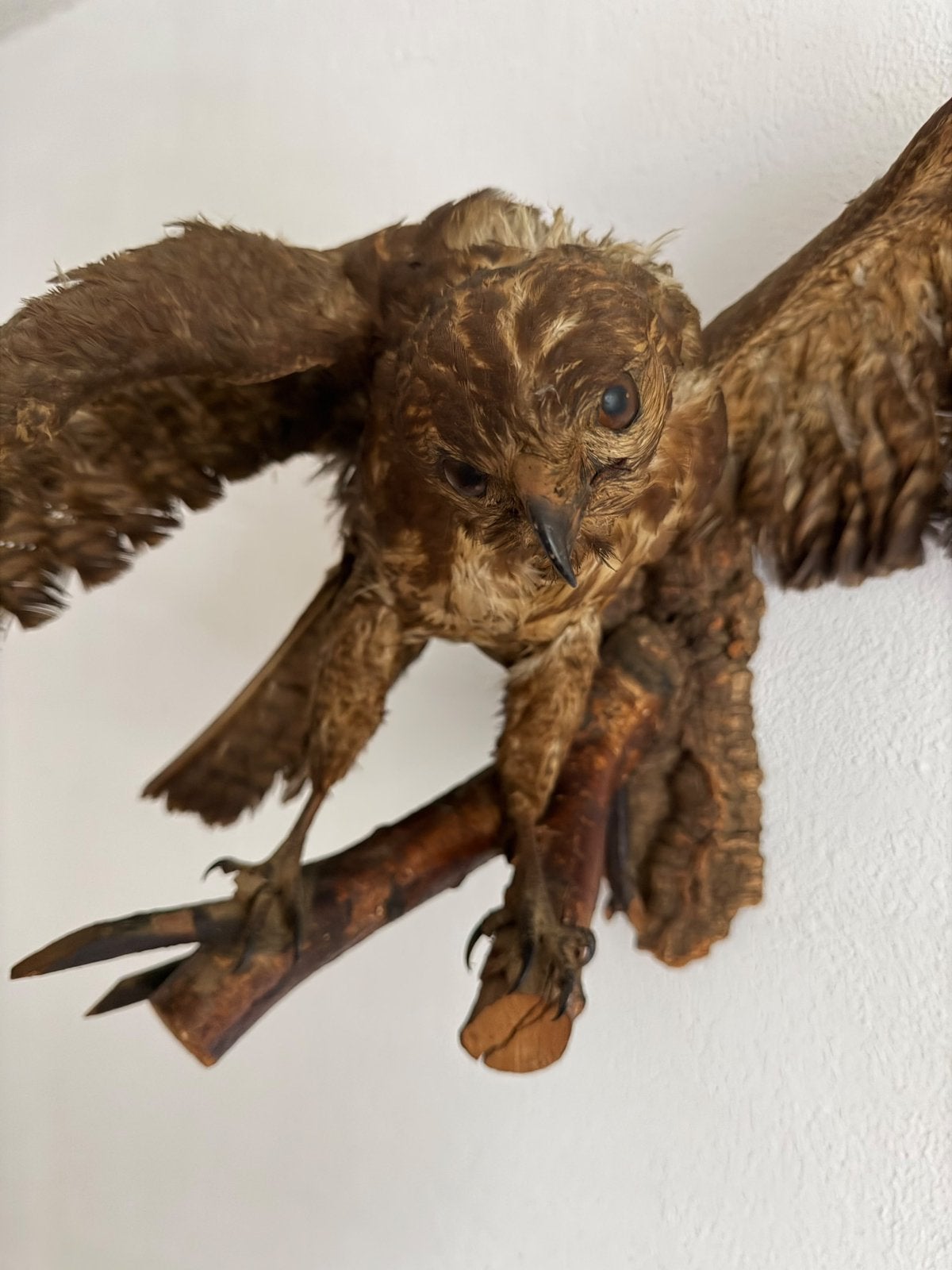 Opgezette roofvogel, Verzamelen, Ophalen, Gebruikt, Vogel, Opgezet dier