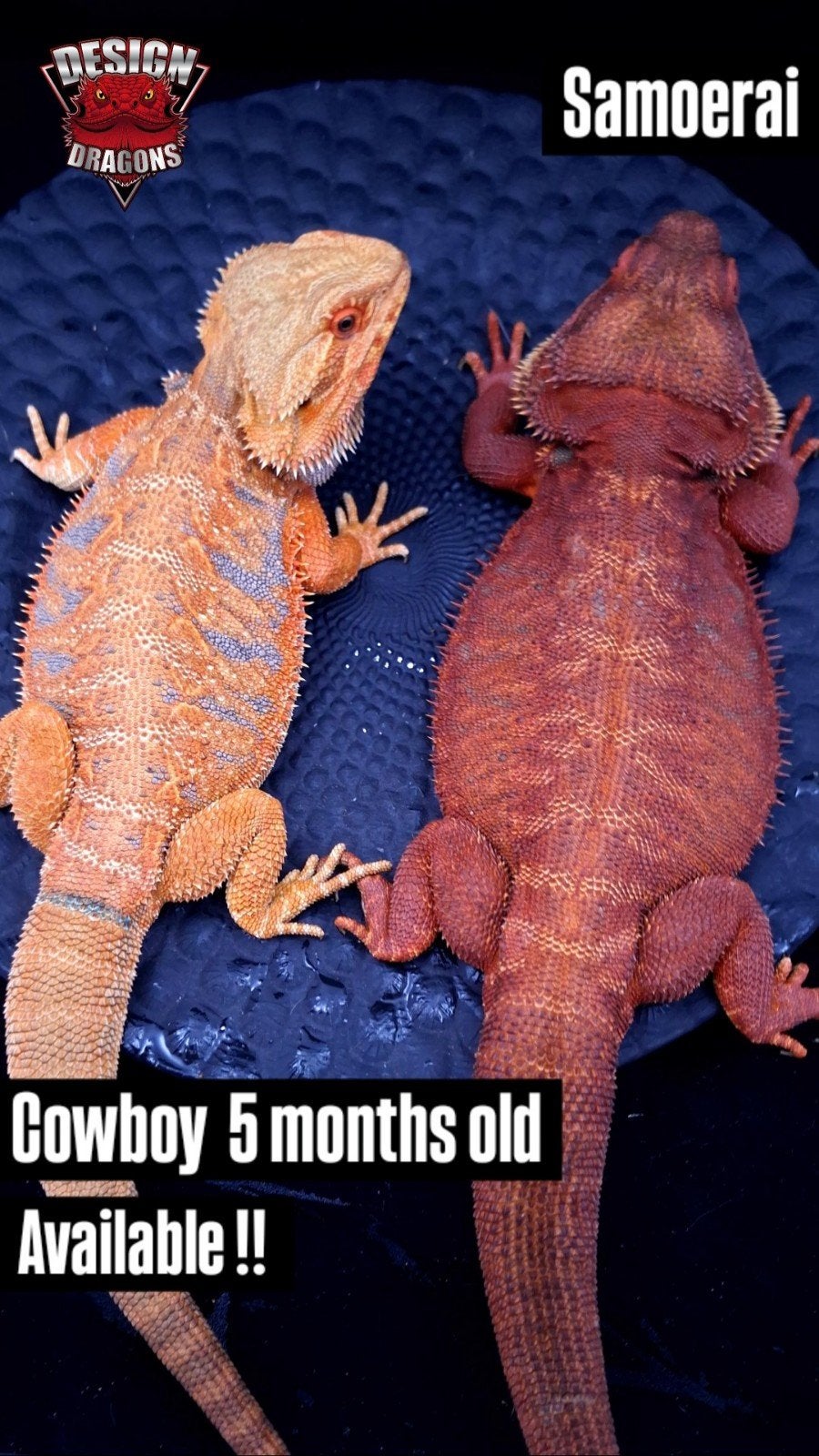 50% Red Monster Purple Tiger het. Witblits/Hypo Baardagaam Bearded Dragon photo 2