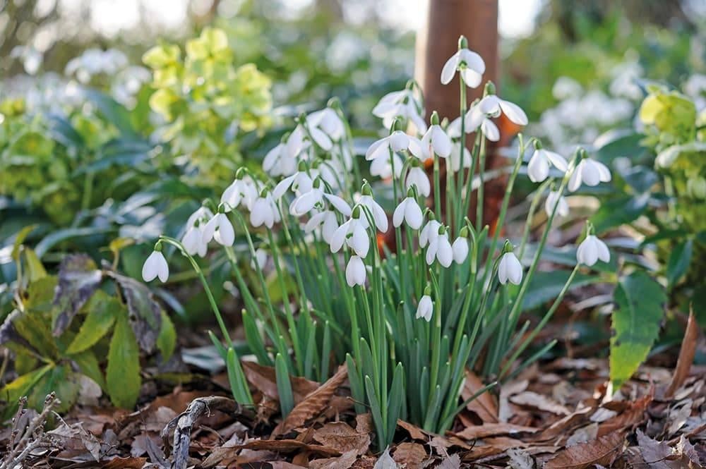 Sneeuwklokjes, Overige soorten, Vaste plant, Ophalen of Verzenden, Halfschaduw