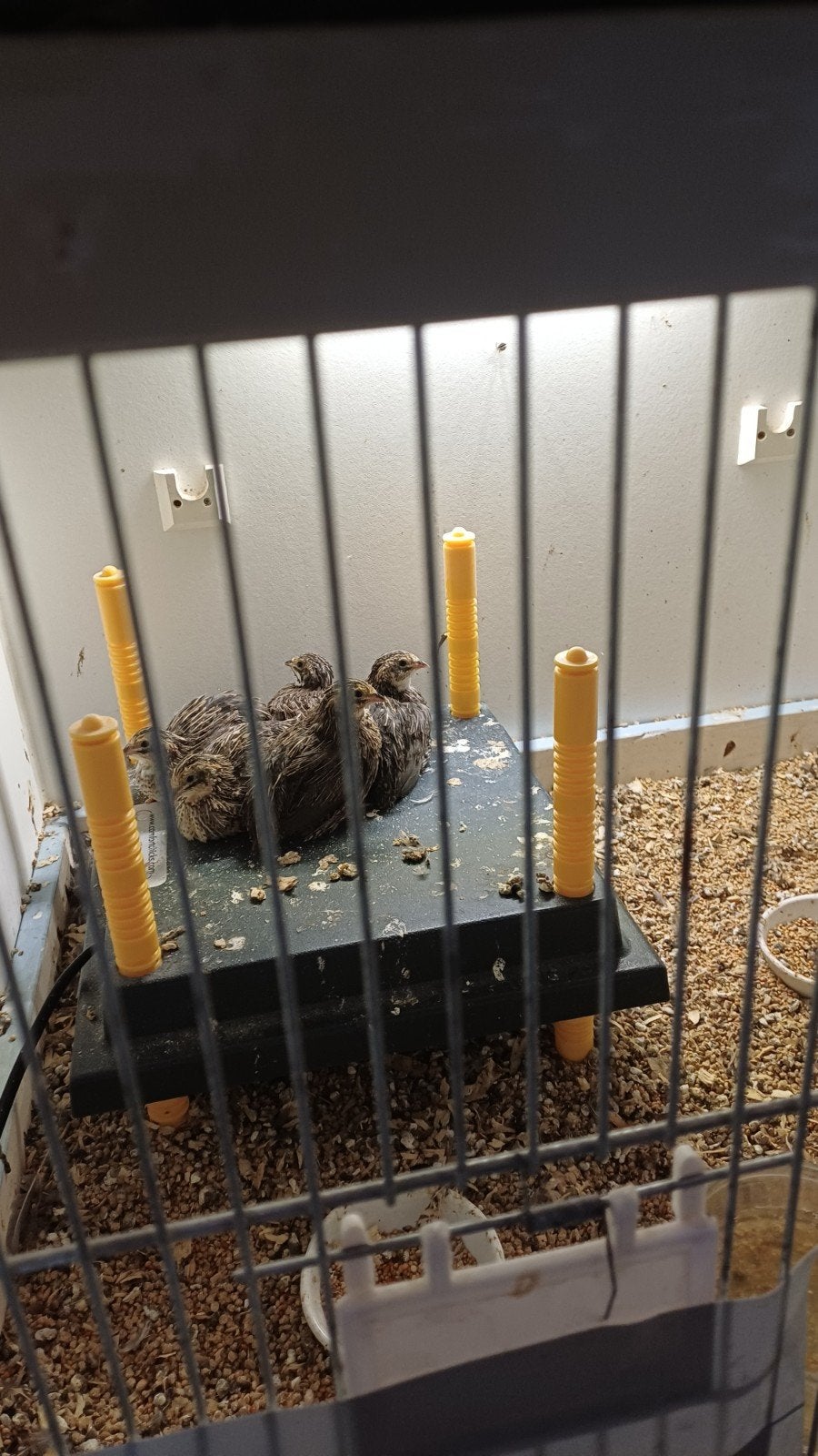 5 jonge chinese dwergkwartels natuurbroed, Dieren en Toebehoren, Meerdere dieren, Kleurkanarie