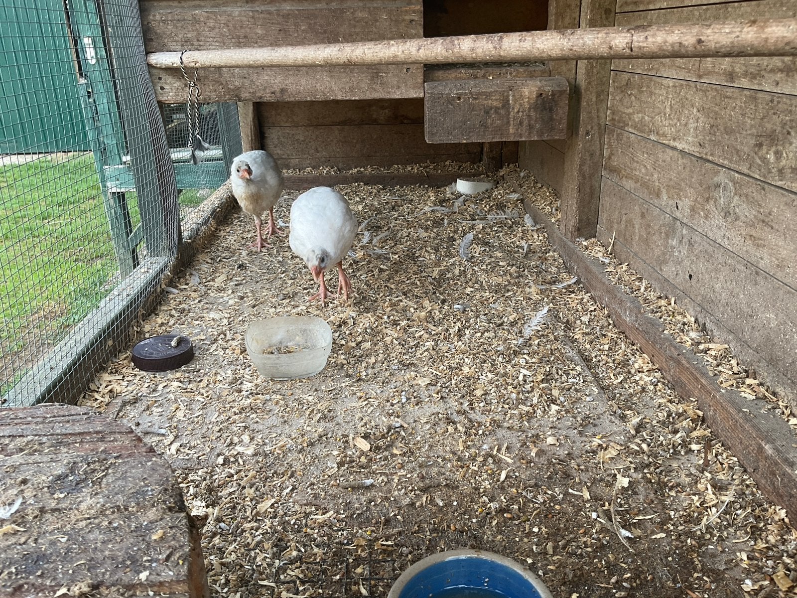 Parelhoender/poelepetaat, Dieren en Toebehoren, Overige soorten