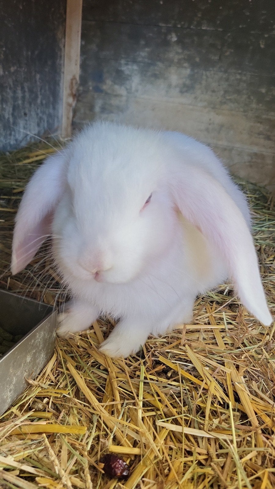Vlaamse reus / Franse hangoor, Dieren en Toebehoren, Mannelijk, Groot, Hangoor, 0 tot 2 jaar