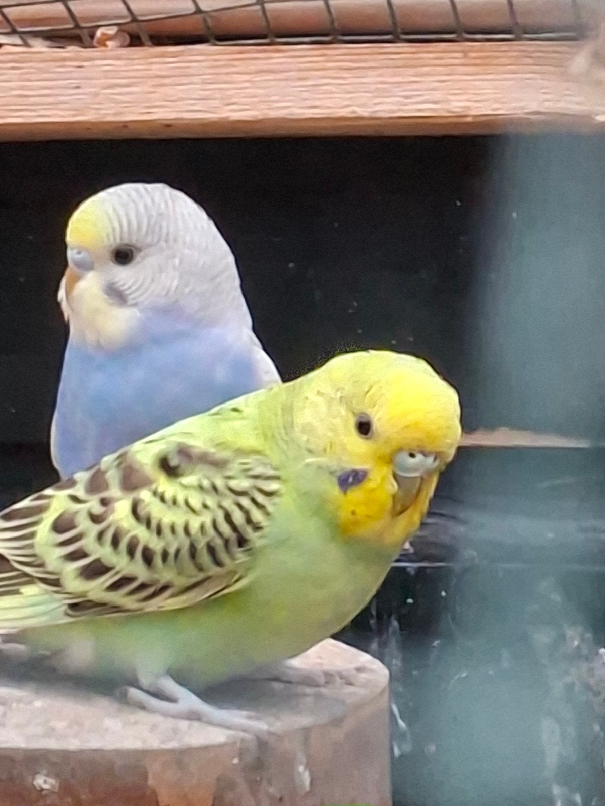 jonge grasparkieten., Dieren en Toebehoren, Vogels | Parkieten en Papegaaien, Meerdere dieren, Parkiet
