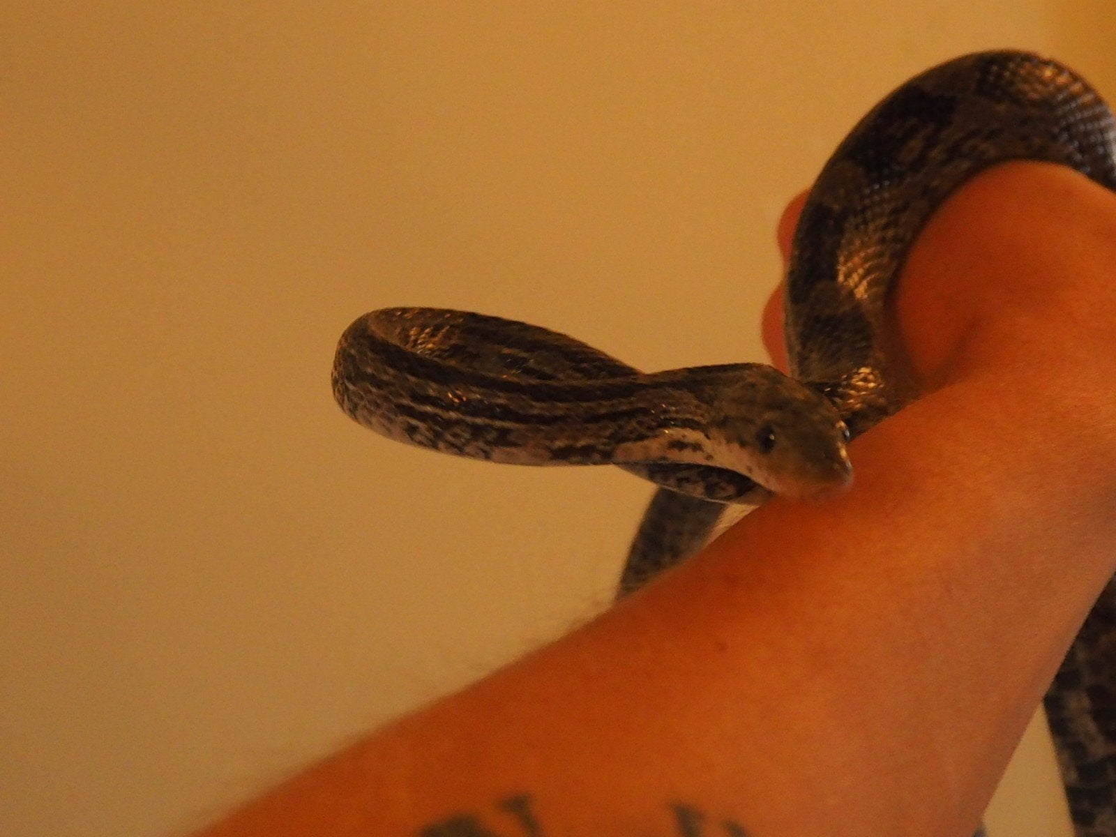 0.1 Pantherophis Guttatus Charcoal PB Corn Snake photo 5