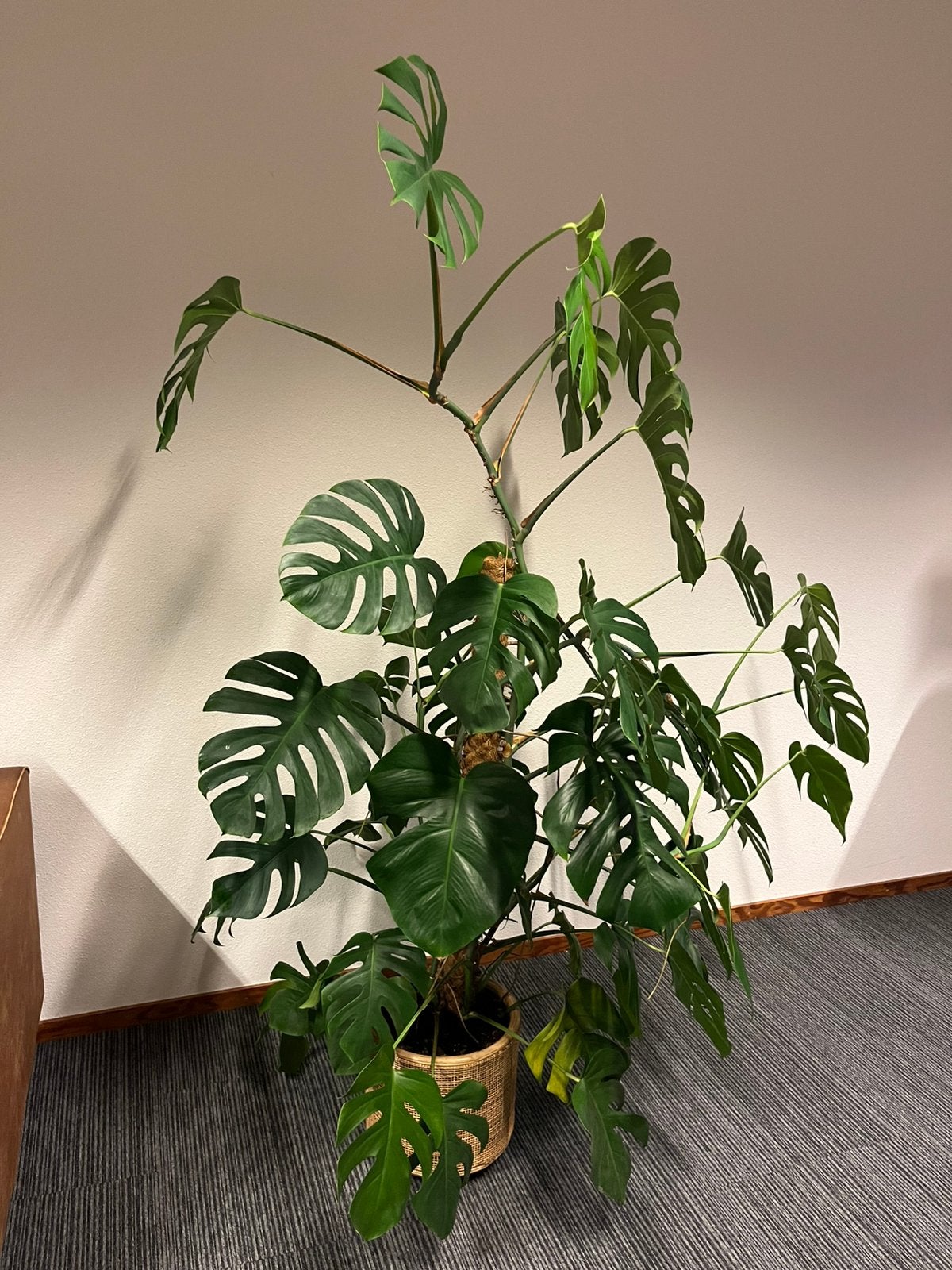 Grote monstera plant, Huis en Inrichting, Ophalen, Overige soorten, Halfschaduw, In pot