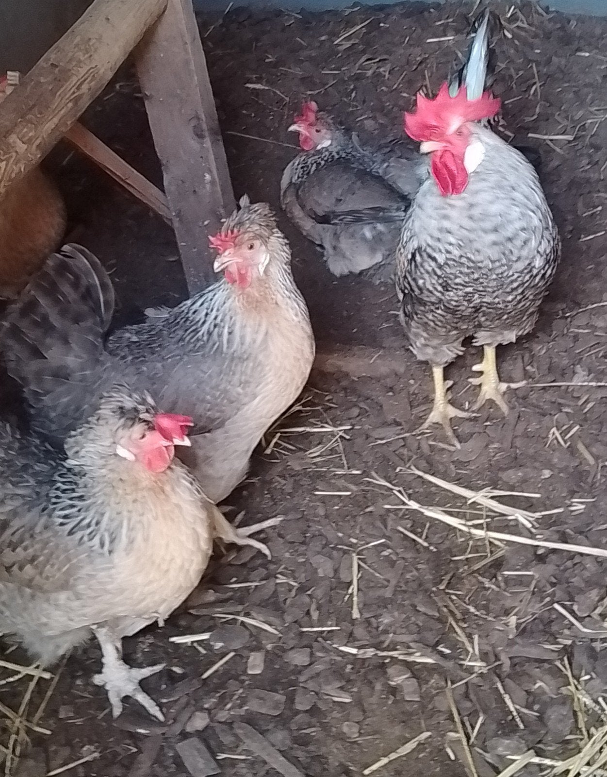 Creamlegbar broedeieren van mooi gekleurde ouders, Dieren en Toebehoren, Geslacht onbekend, Kip