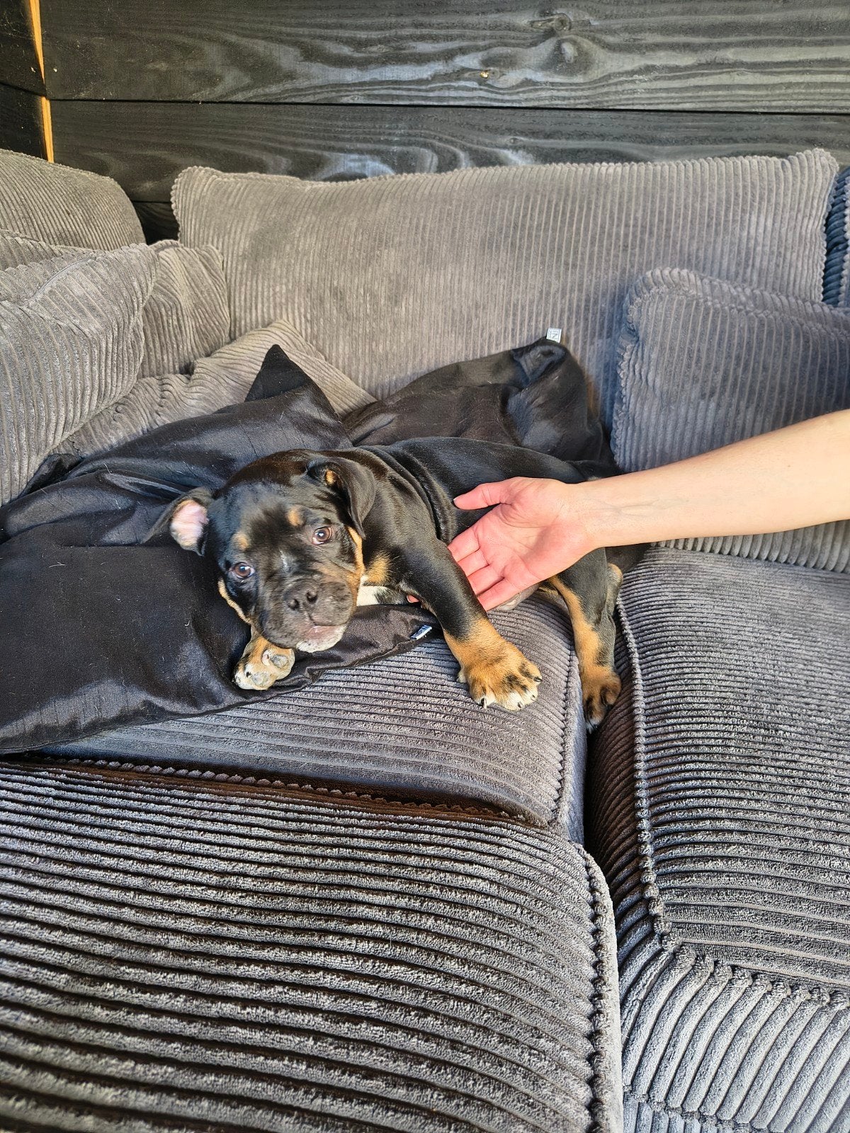 Te koop American bully pocket bully Dax eminent Chester maig, Dieren en Toebehoren, 8 tot 15 weken, Eén hond, Nederland, Particulier
