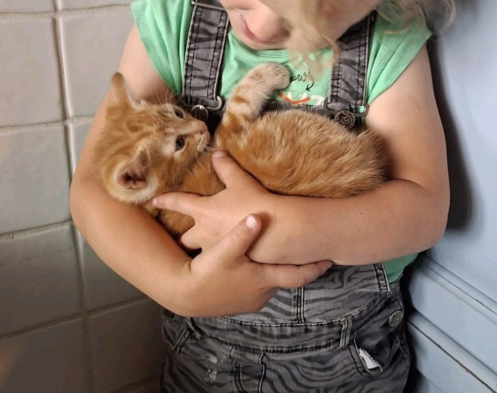Nog 1 lieve, rode kitten te koop!, Dieren en Toebehoren, Kater