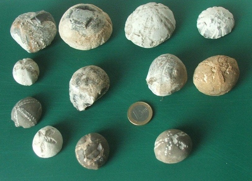 fossiele zeeegels, Verzamelen, Ophalen of Verzenden, Fossiel