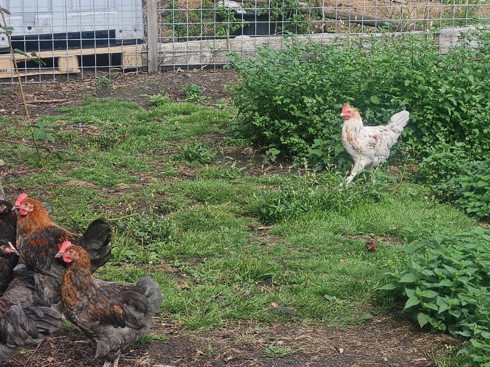 JONGE MARANS HANEN, Dieren en Toebehoren, Pluimvee, Mannelijk, Kip