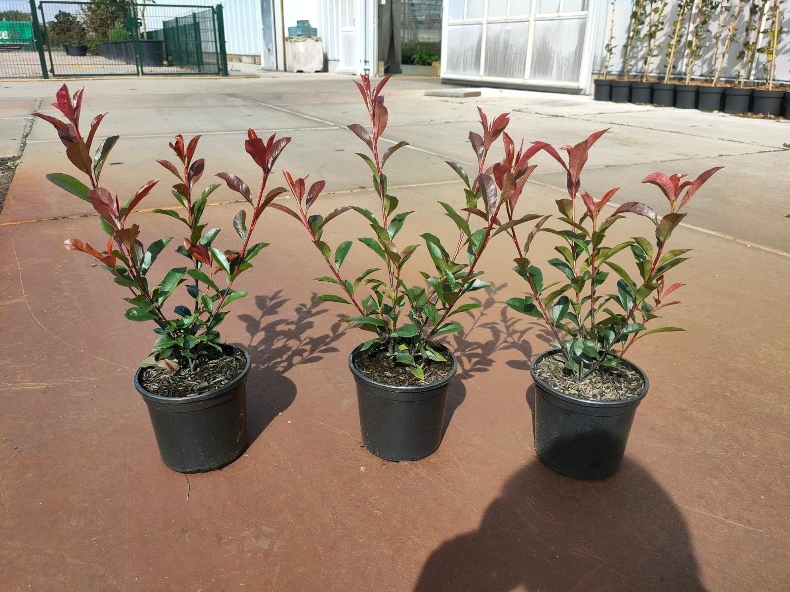 Photinia Fraseri Carré "Rouge"🌿🍁 (glansmispel), Ophalen, Overige soorten, Halfschaduw
