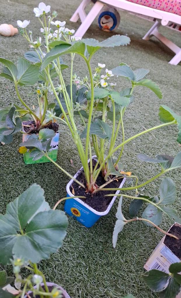 Aardbeien plantjes 1€ p.st, Ophalen, Volle zon, Knol