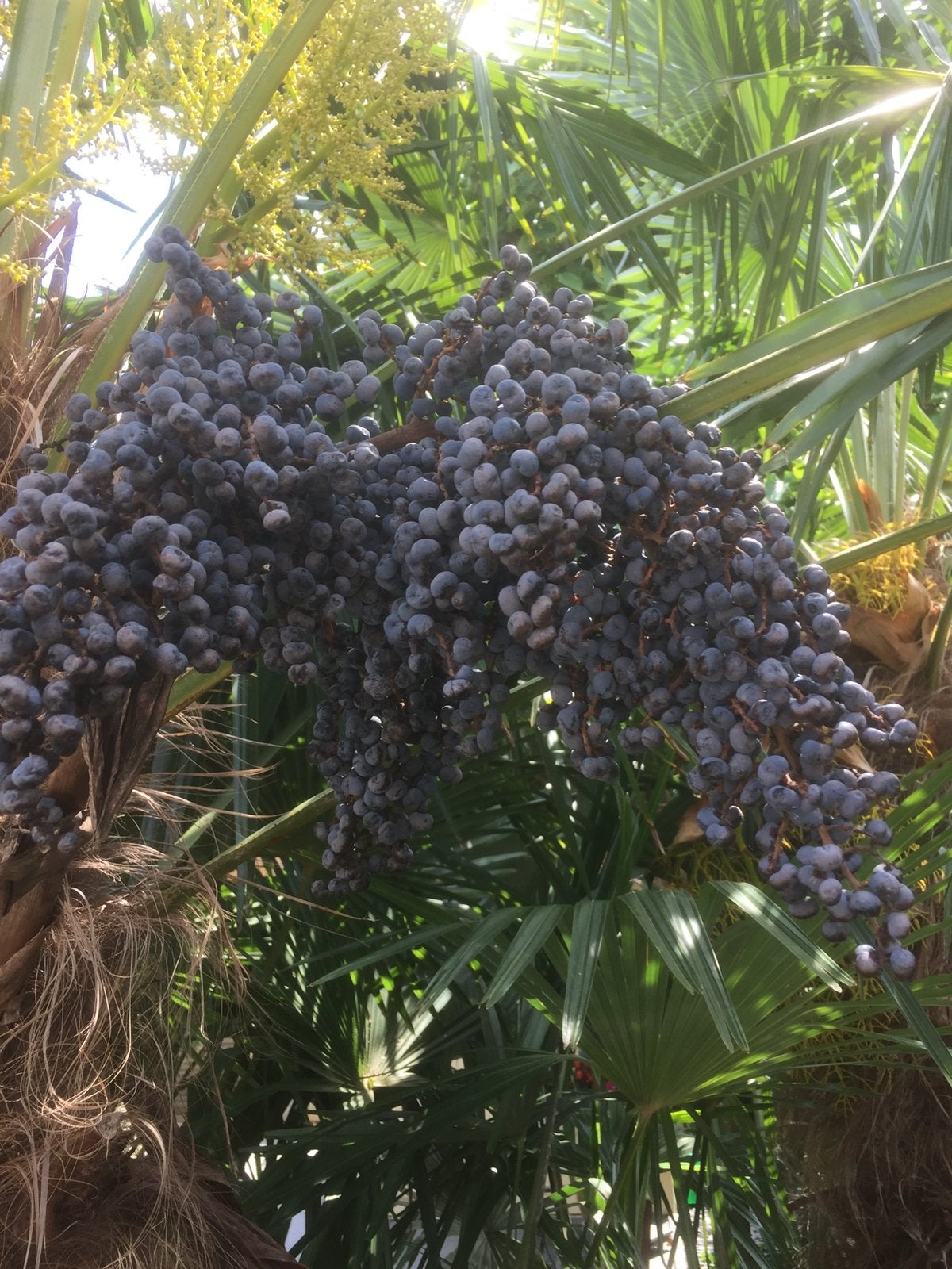verse trachycarpus fortunei palmboomzaad winterhard, Ophalen of Verzenden, Gehele jaar, Volle zon, Zaad