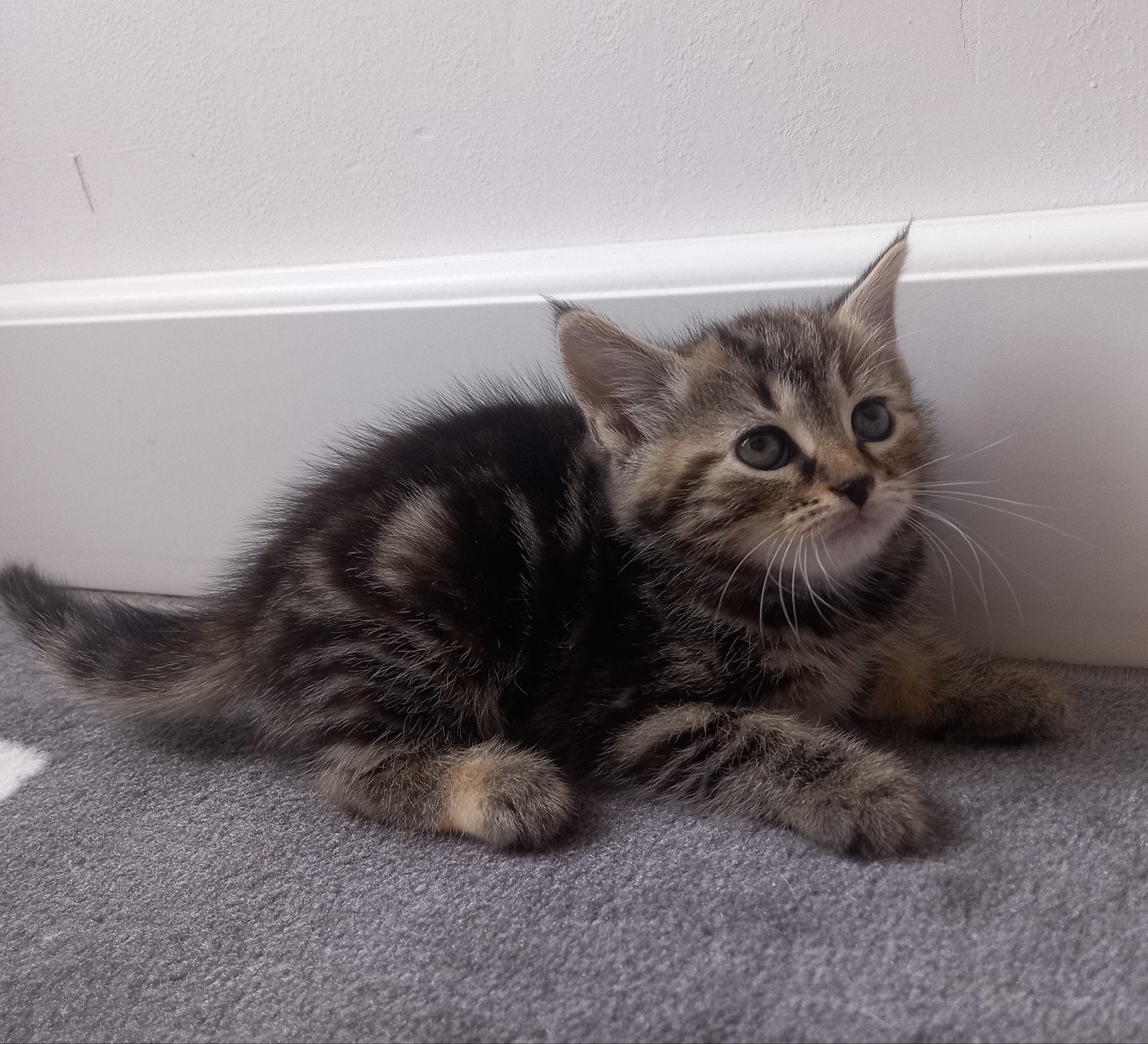 prachtige britse kittens 💖, Dieren en Toebehoren, Katten en Kittens | Overige Katten, Meerdere dieren, Kortharig, 0 tot 2 jaar