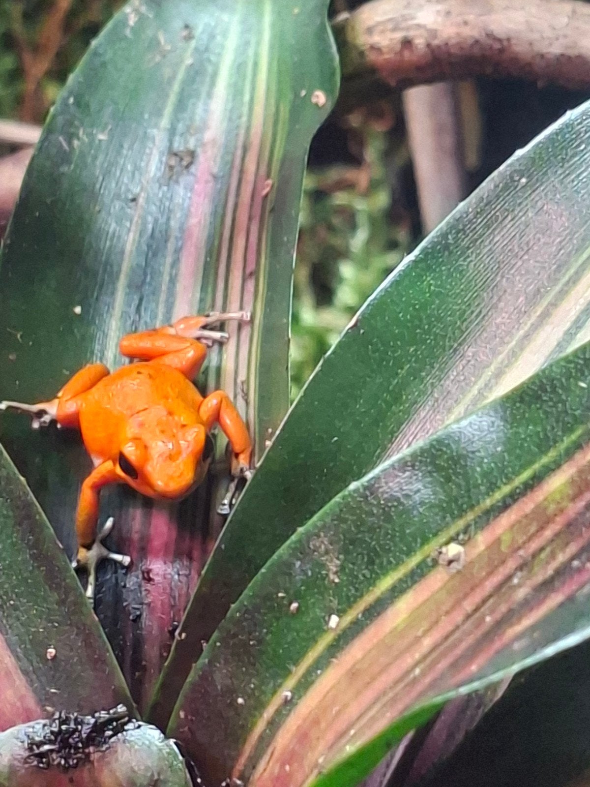 oophaga pumilio  red frog beach Frog - unknown for sale from peter