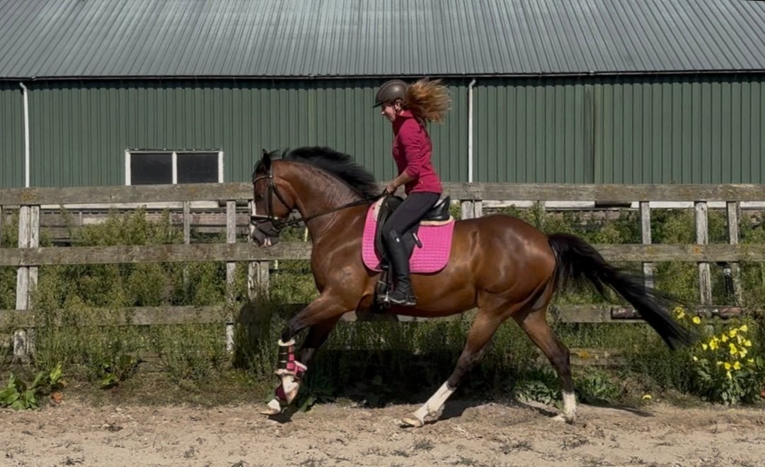 Stoere NRPS ruin, Met stamboom, B, Ruin, Dressuurpaard