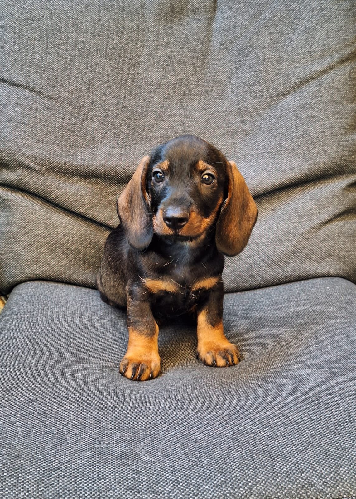 Zeer mooie lieve teckel pup te koop zoekt nieuw huisje reu., Parvo, Reu, 8 tot 15 weken, Dwerg