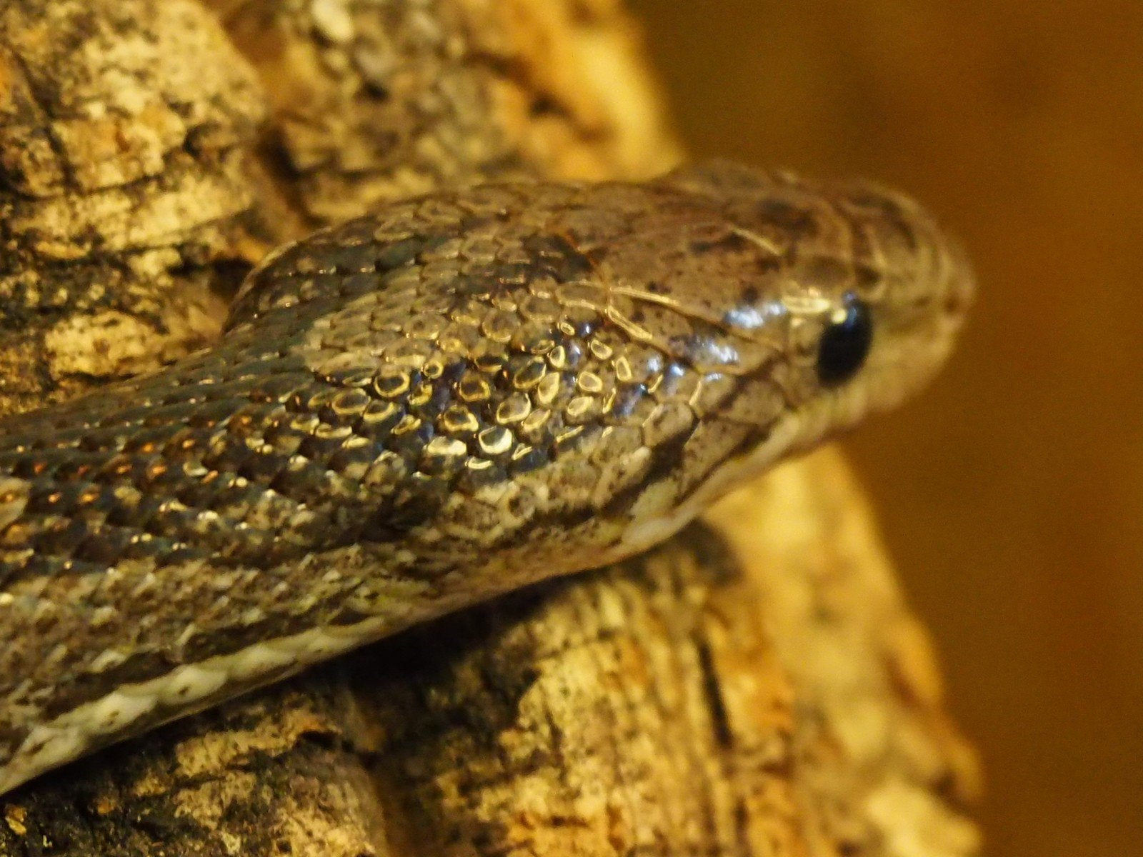 0.1 Pantherophis Guttatus Charcoal PB Corn Snake photo 3