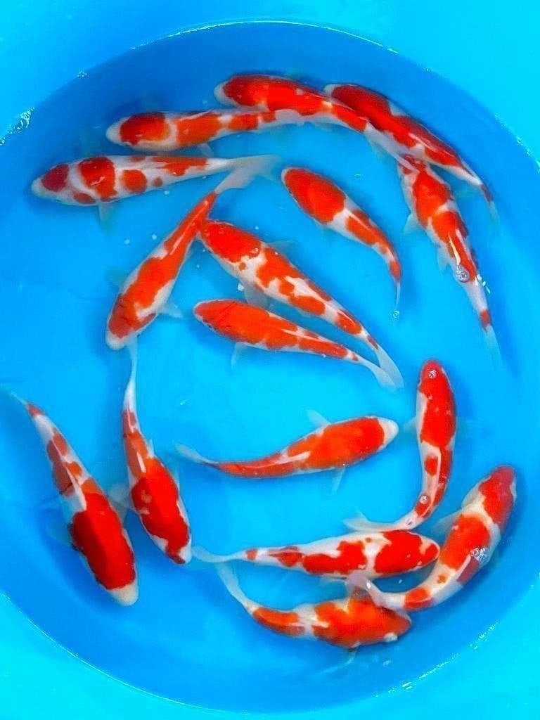 Nisai (koi in tweede levensjaar) Kweker Marusei 22/28cm, Dieren en Toebehoren, Karper of Koi