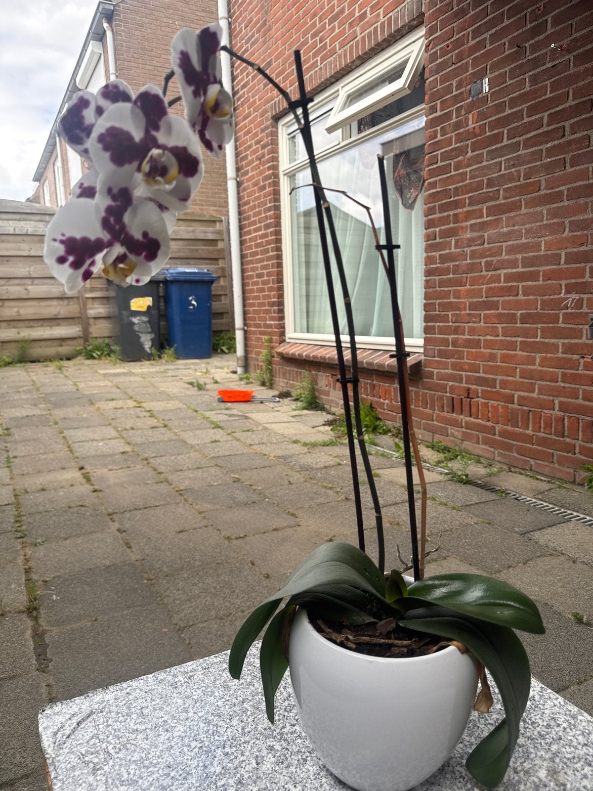Prachtige Gevlekte Orchidee in Witte Pot, Tuin en Terras, Planten | Tuinplanten, Vaste plant, Halfschaduw, Lente, Ophalen