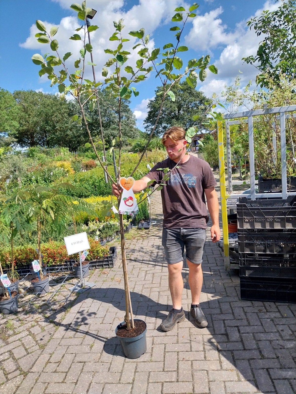 Halfstam Fruitbomen: Appel, Peer, Kers, Pruim, Tuin en Terras, Planten | Fruitbomen, Ophalen, Lente, Volle zon, In pot