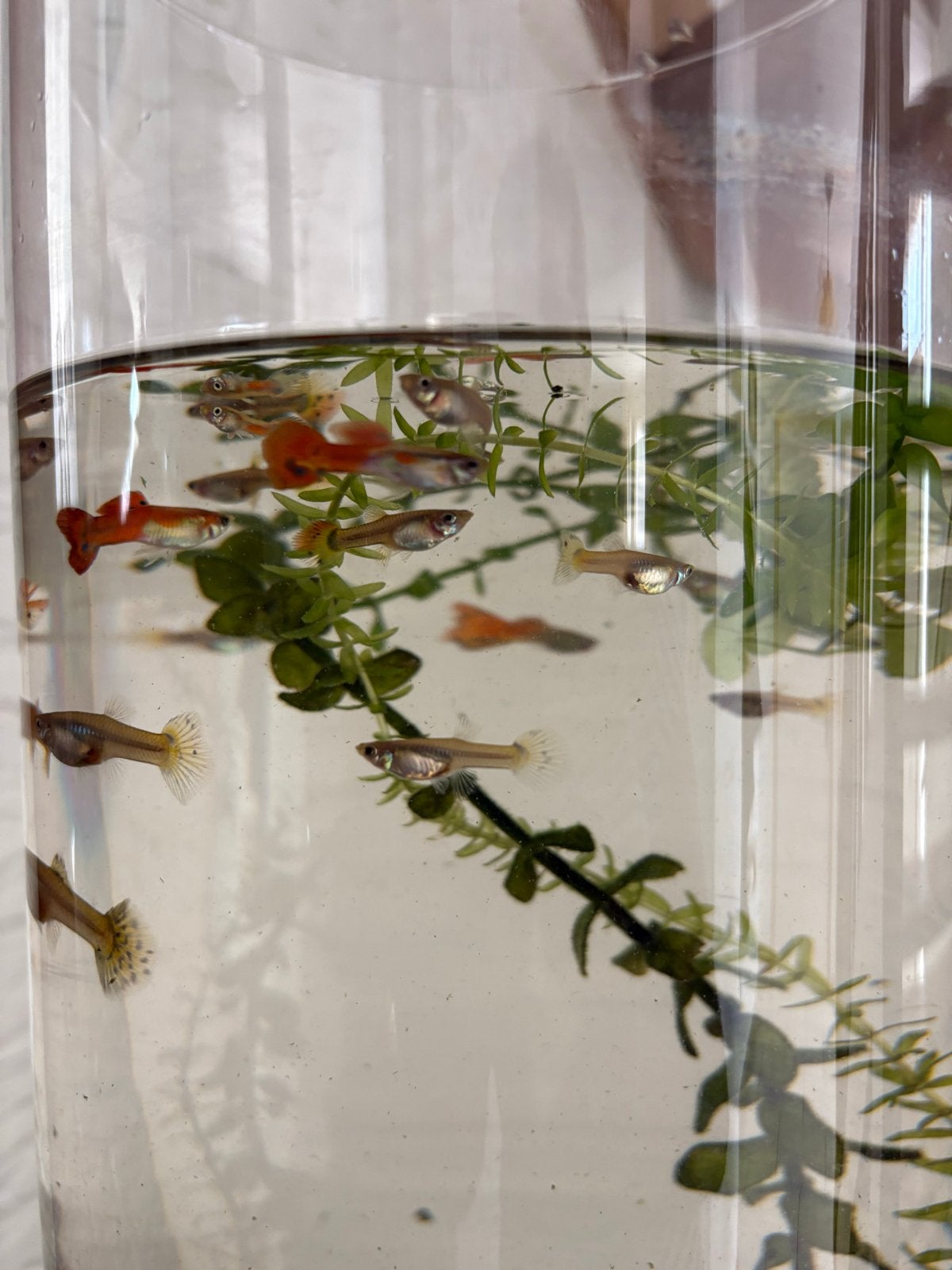 Guppy oranje rood, Dieren en Toebehoren, Vis