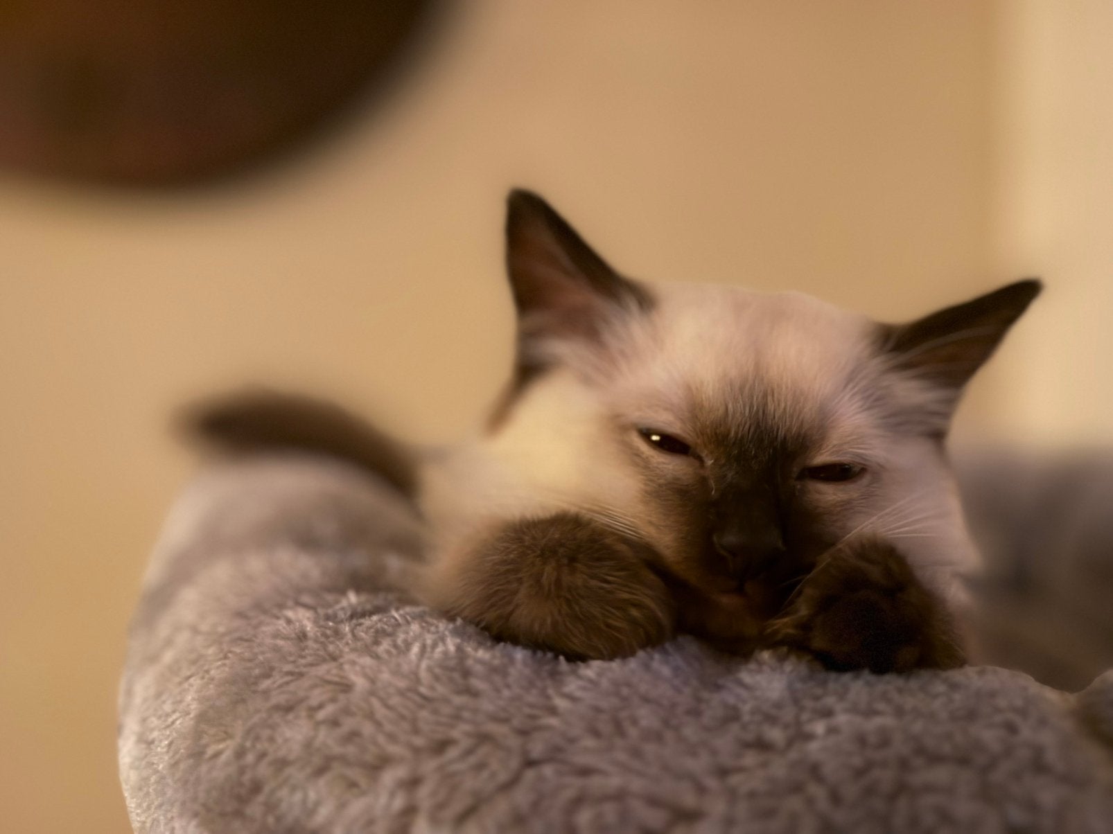 Ragdoll kittens met stamboom(mogen direct weg), Meerdere dieren, Met stamboom, 0 tot 2 jaar