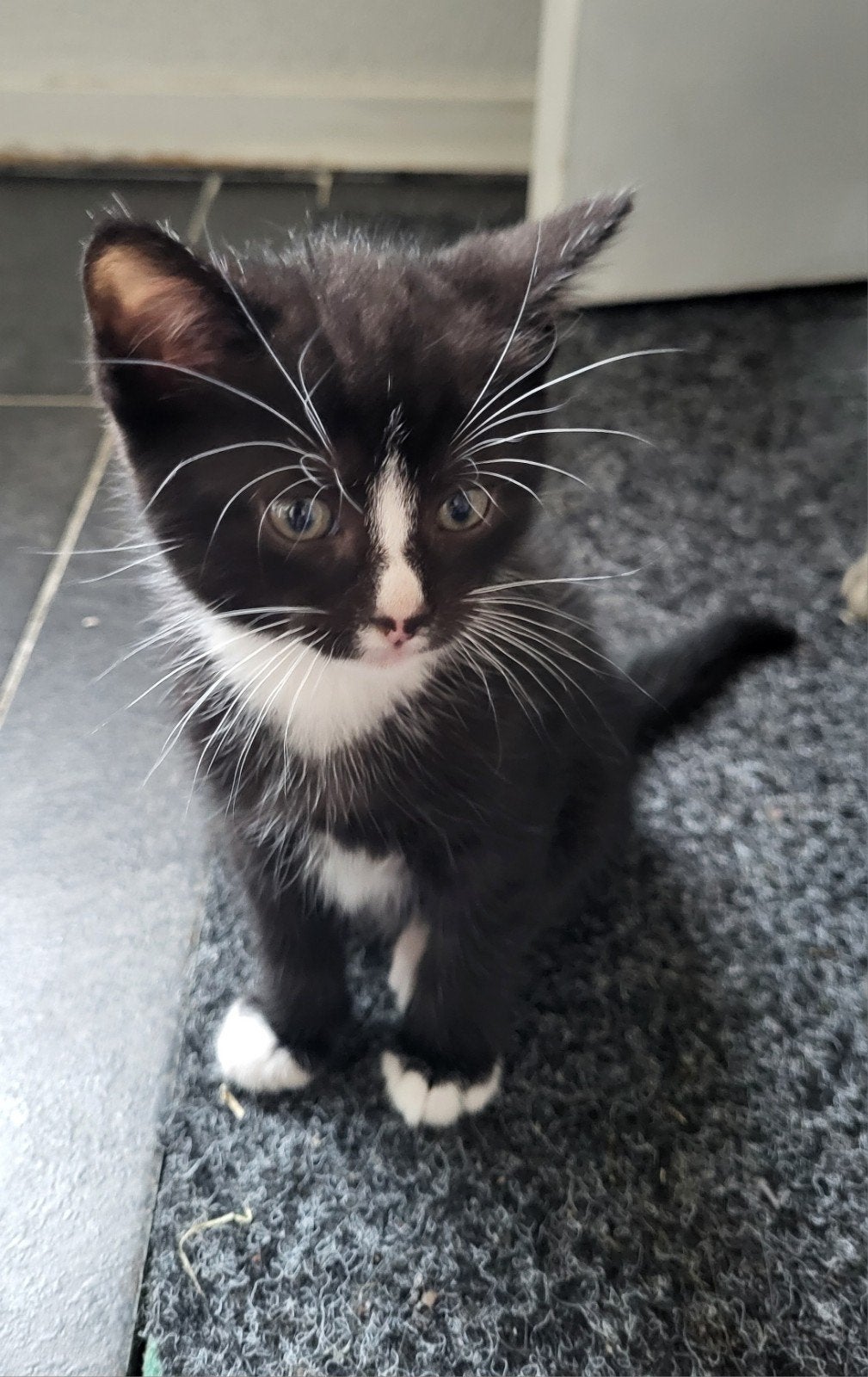 3 boerderij kittens te koop., Dieren en Toebehoren, Katten en Kittens | Overige Katten, Meerdere dieren