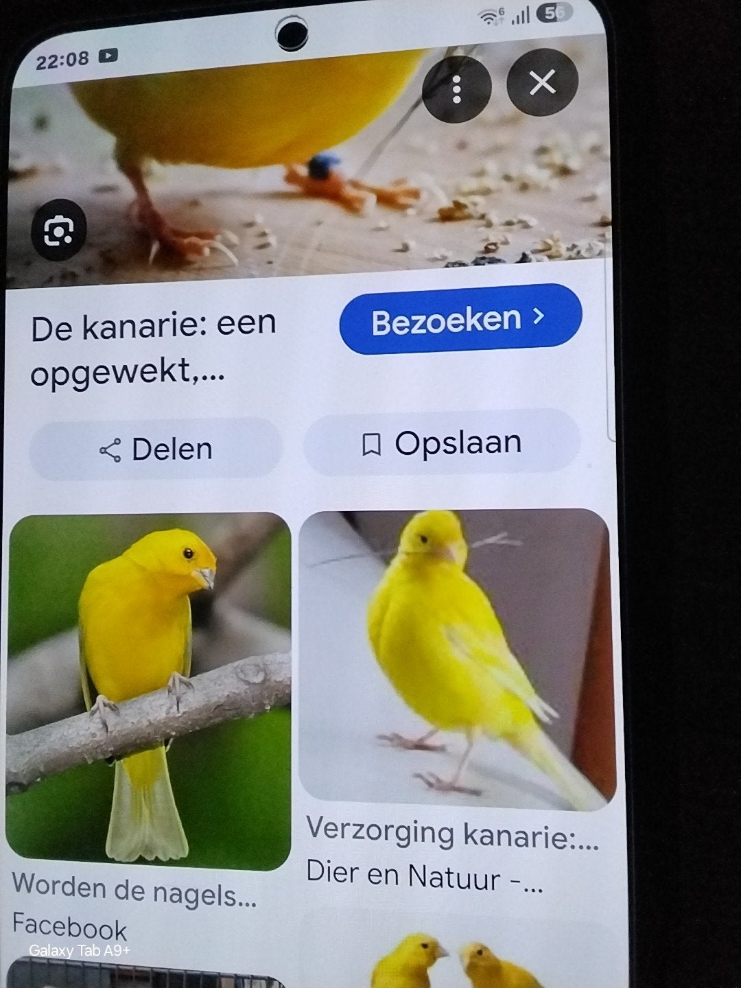 gezocht mannen kanaries  zemogen van vorig jaar z,n, Dieren en Toebehoren, Mannelijk, Zangkanarie