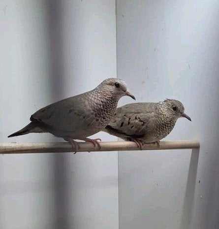 mooi koppel mus duiven, Dieren en Toebehoren, Meerdere dieren, Geringd