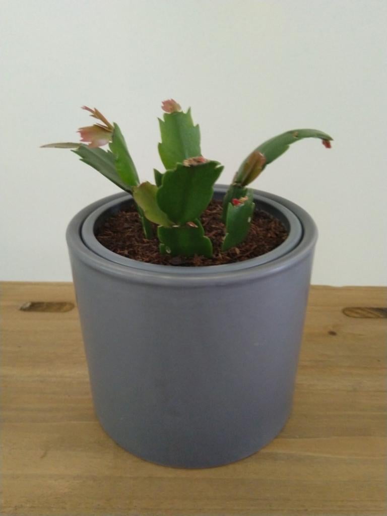 Grijze bloempot met Lidcactus plant., Ophalen, Overige soorten, Volle zon