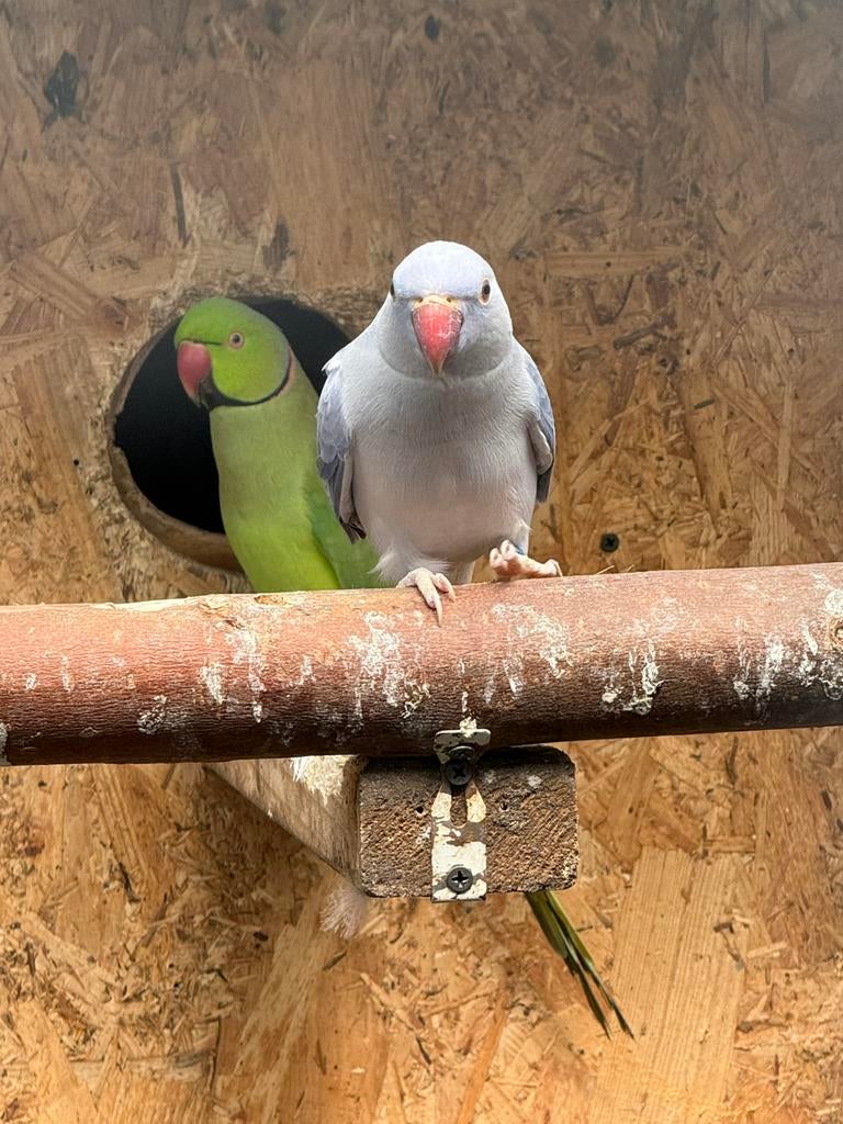 Twee keer per jaar baby’s gehad, Dieren en Toebehoren, Vogels | Parkieten en Papegaaien, Vrouwelijk, Parkiet