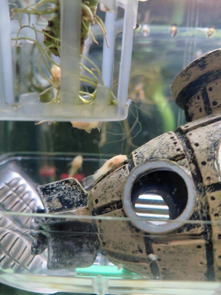 Algeneters L144 jong, Dieren en Toebehoren, Vissen | Aquariumvissen, Vis, Zoetwatervis