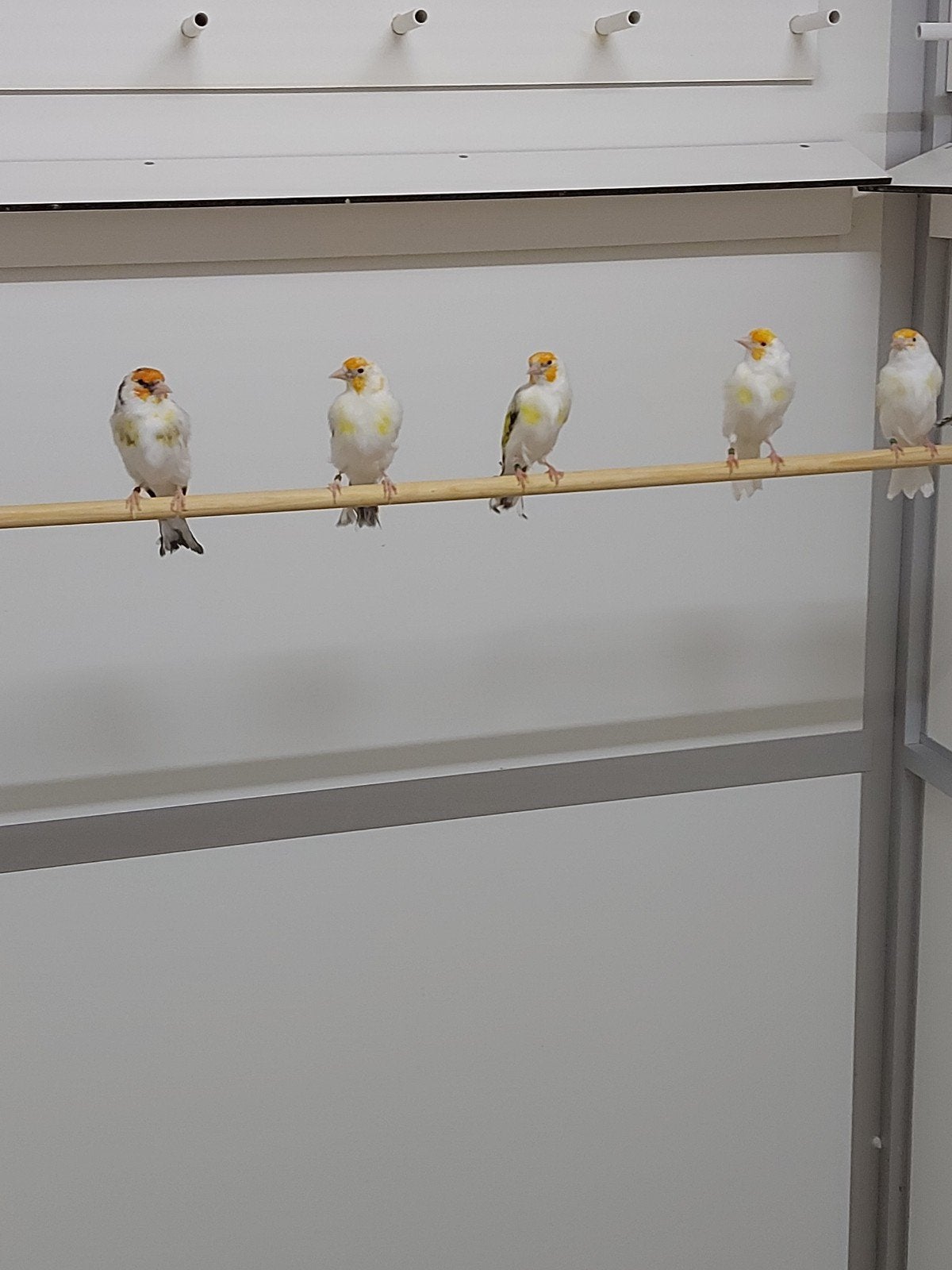 bonte wit keel major putters, Dieren en Toebehoren, Geslacht onbekend, Wildzangvogel, Geringd