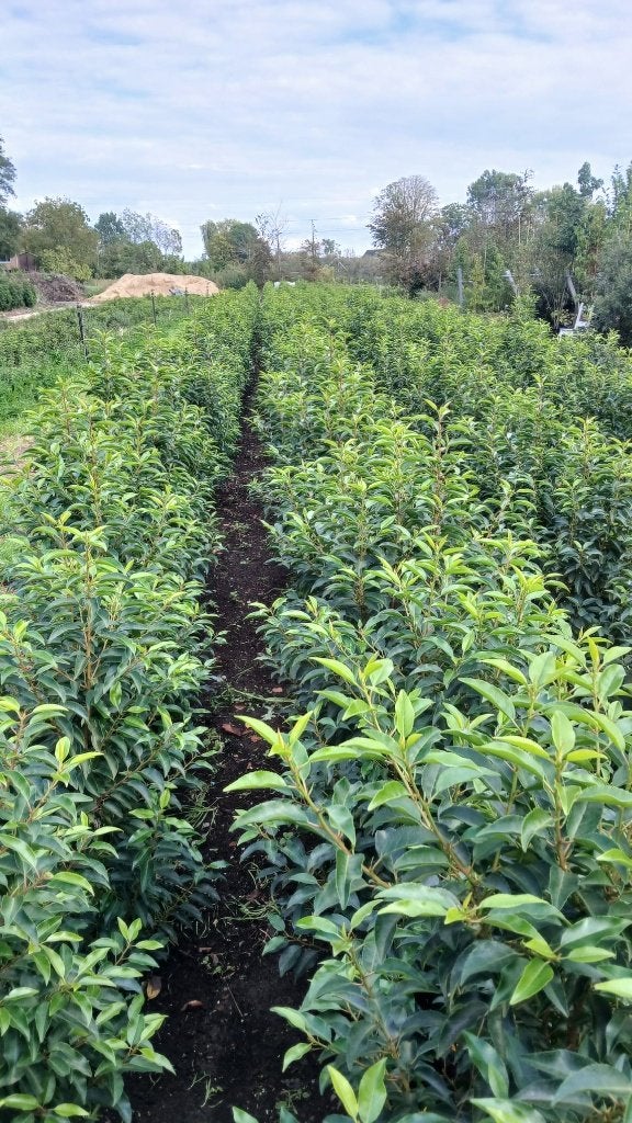 ACTIE!!! Prunus lusitanica 'Angustifolia' 100/120 €13,50, Tuin en Terras, Ophalen of Verzenden, Laurier, Haag, 100 tot 250 cm