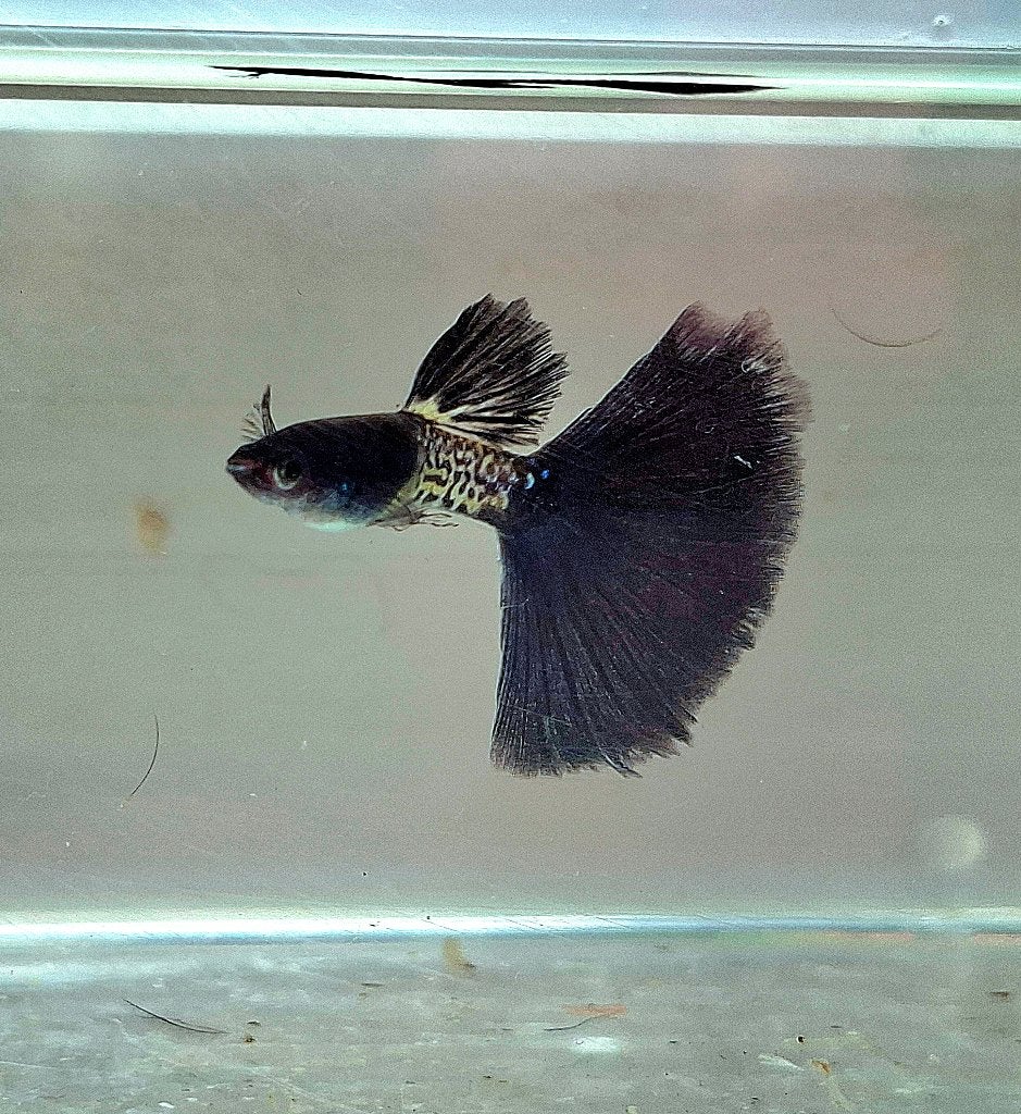 Raszuivere Metal dark green guppy s, Vis, Zoetwatervis