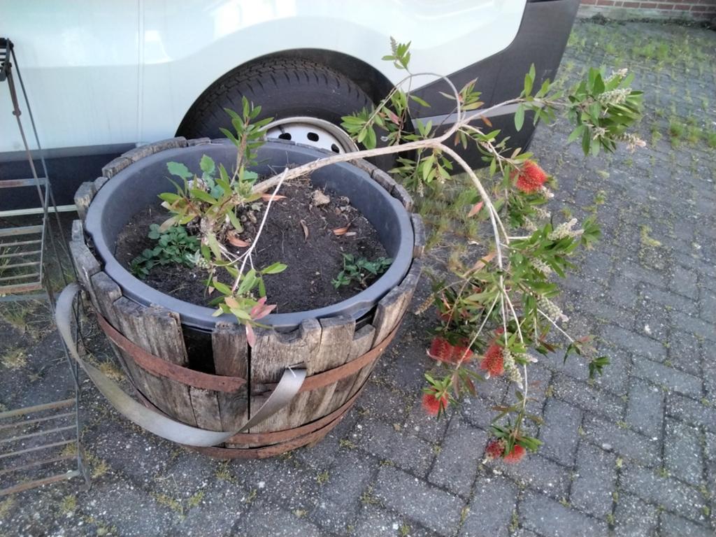 Grote verrijdbare houten bak met Japanse plant., Tuin en Terras, Ophalen of Verzenden, Rond, Hout