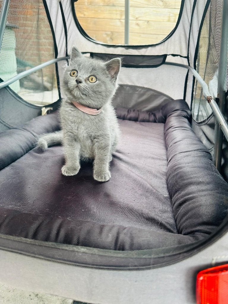 Britse korthaar kittens 100% raszuiver, Dieren en Toebehoren, Meerdere dieren, Ontwormd, 0 tot 2 jaar