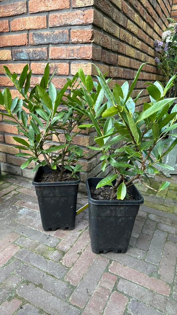 Laurier (Prunus laurocerasus 'Otto Luyken') in 5 liter pot, Tuin en Terras, Volle zon, Vaste plant, Lente, Ophalen