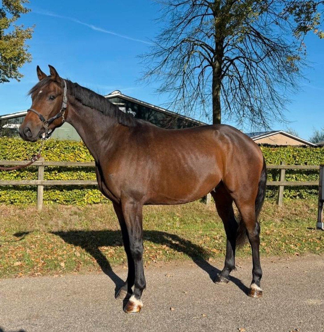 4 jarige ruin en merrie, Meerdere dieren, Dressuurpaard, 3 tot 6 jaar