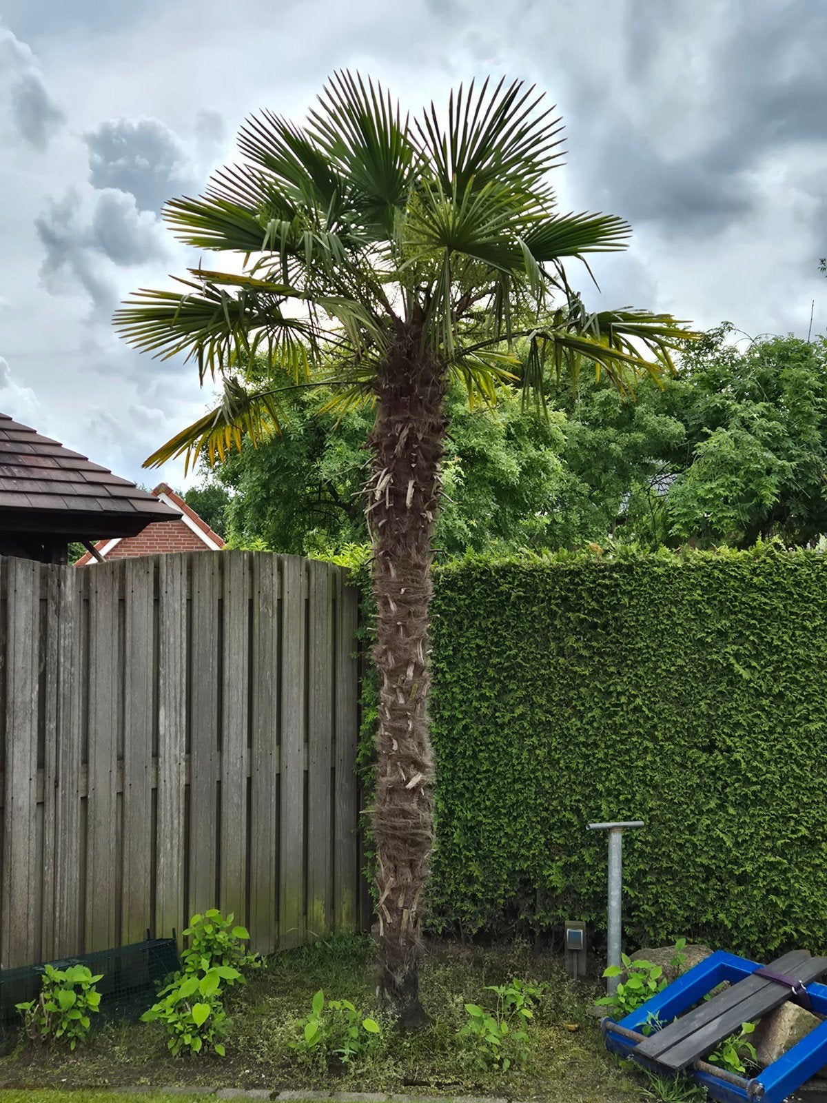 Te koop palmboom, 100 tot 250 cm, Zomer, Palmboom, Ophalen