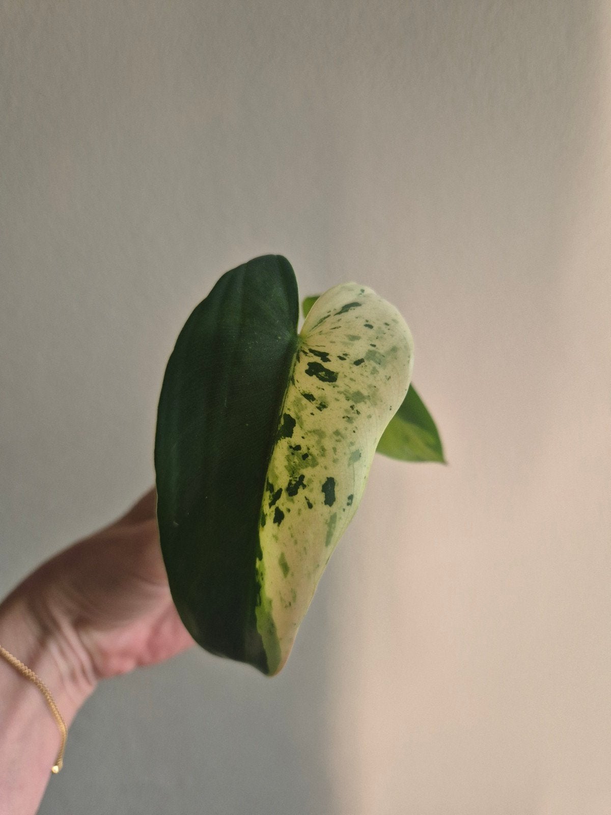 Philodendron Ilsemanii Variegata, Huis en Inrichting, Kamerplanten, Ophalen of Verzenden