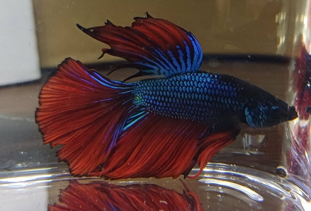 Hobbyaquarium Betta SP Super Delta XL Male / man, Vis, Zoetwatervis, Schoolvis